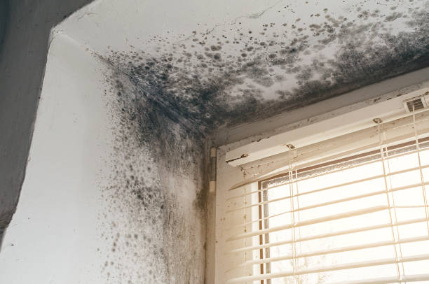 Affordable Mold Remediation solutions in Pendleton, NC